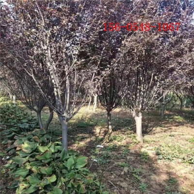 供应4-5-6公分紫叶李7-8-9公分紫叶李