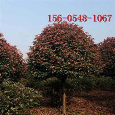 出售红叶石楠球 冠幅50-60-80公分红叶石楠