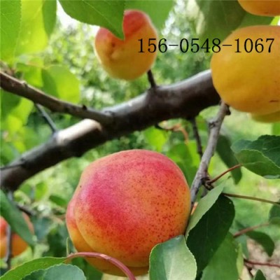 嫁接杏树基地3公分-4公分杏树-凯特杏树苗木
