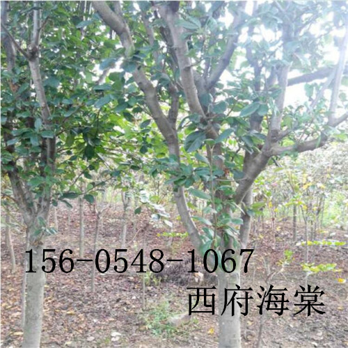 10-12公分西府海棠15-18公分西府海棠-华荣苗木