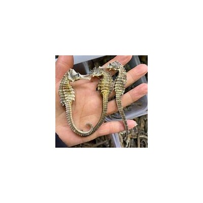 海马进口报关代理青岛操作