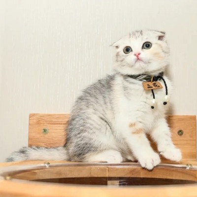 加拿大进口猫粮宠物零食青岛清关需要的报关成本