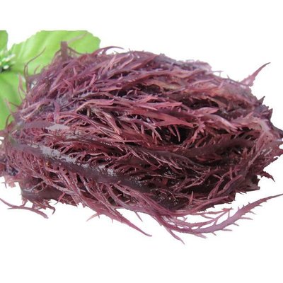 石花菜刺菜褐藻龙须菜鹿角藻麒麟菜进口报关流程