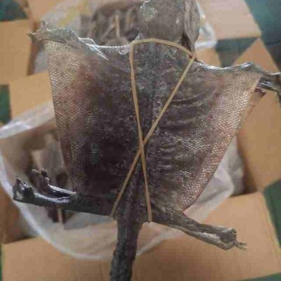 蛤蚧进口报关公司