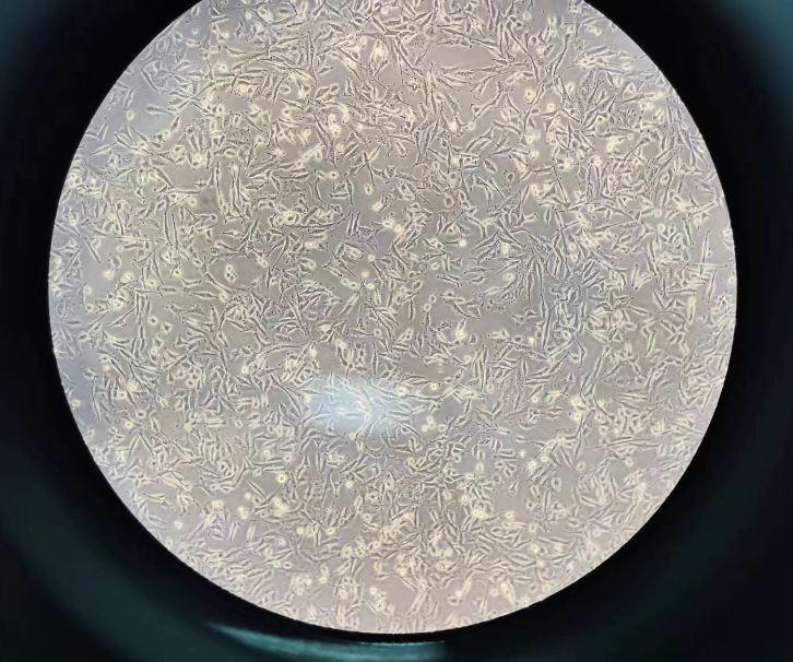 MDA-kb2（人乳腺癌细胞）（DMEM）STR鉴定正确