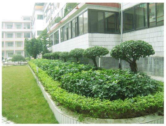 佛山绿植购买