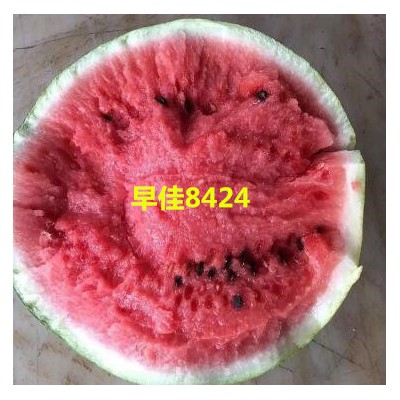 大同美都西瓜嫁接苗\太原卖甜度高西瓜苗品种