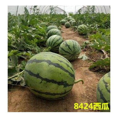 淮滨美都嫁接西瓜苗\正阳培育西瓜种苗基地(耐寒)