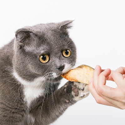 猫粮 进口代理