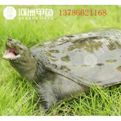 湖南甲鱼批发多少钱一斤，湖南甲鱼价格