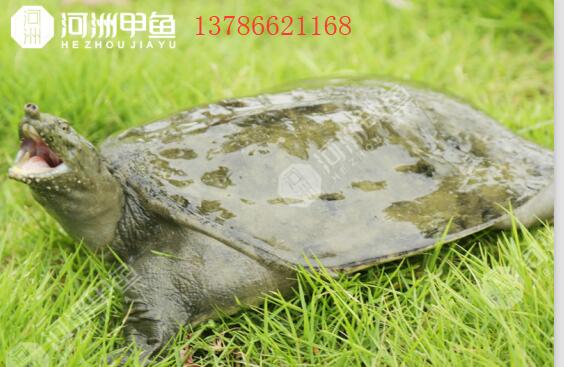 外塘甲鱼批发多少钱一斤