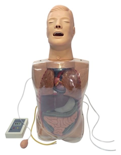 [益联医学]三腔二囊管训练模型